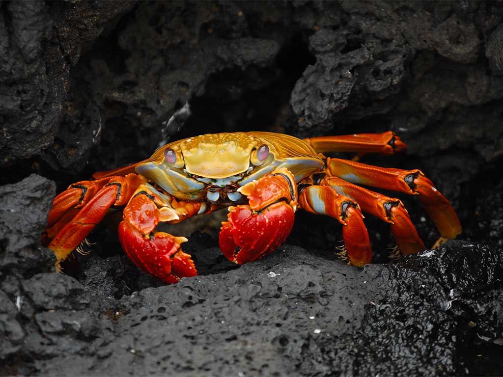 crab