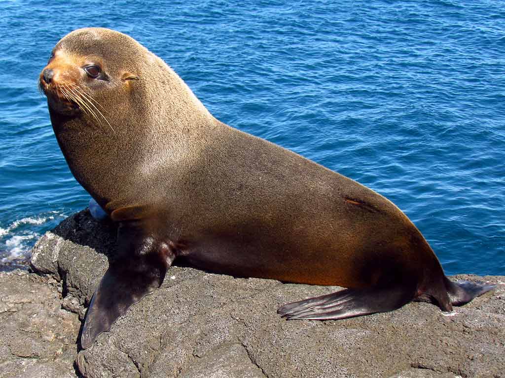 fur-seal