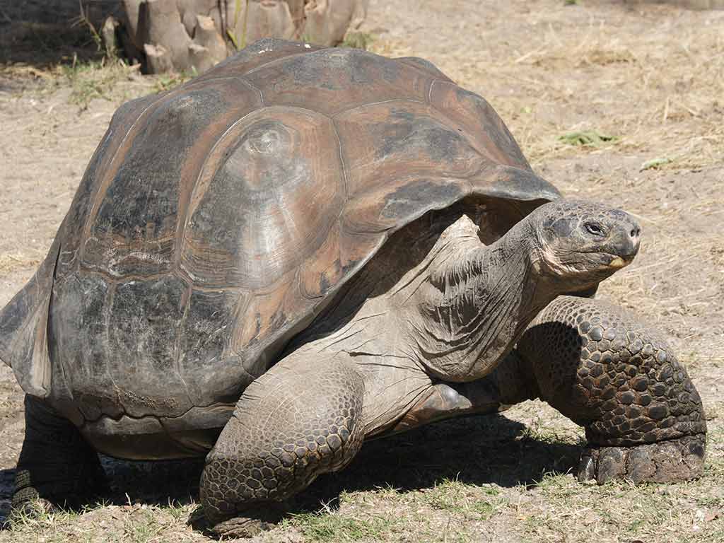 A Giant Tortoise