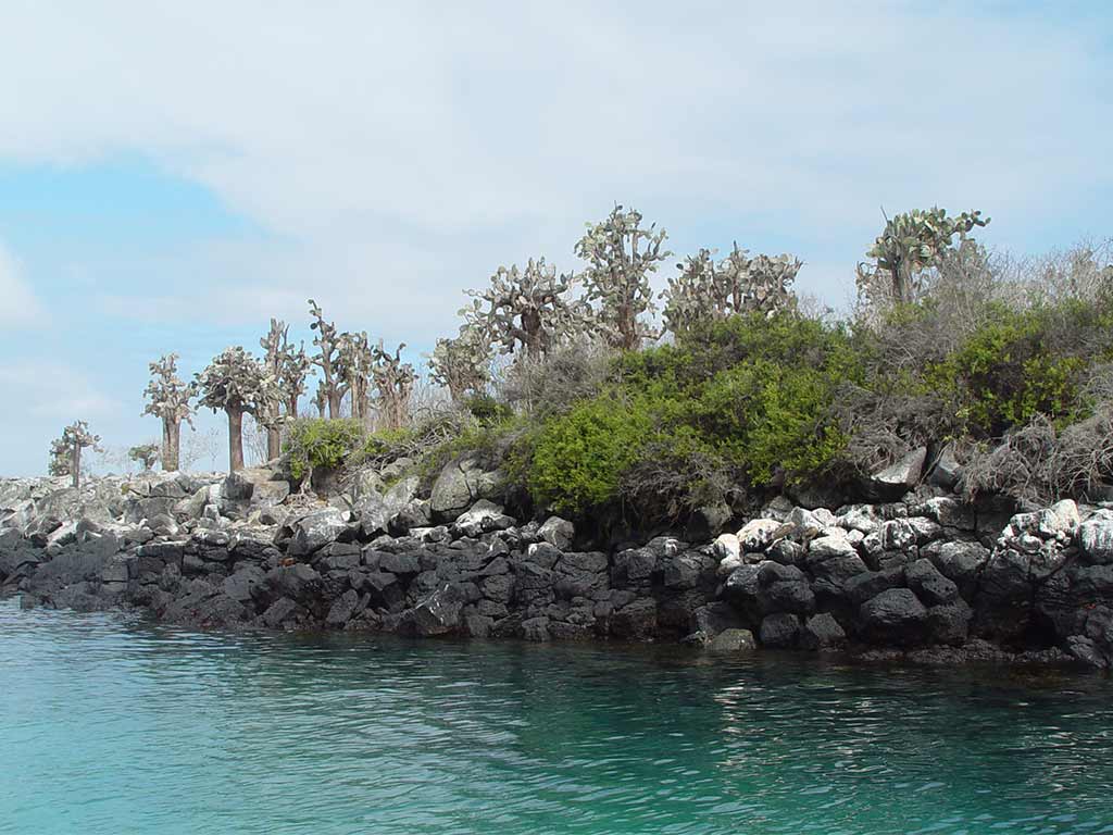 An image from Santa Fe Island