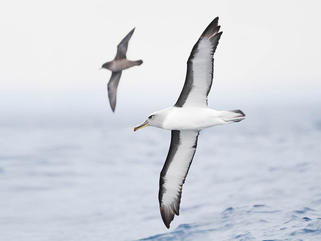 Albatross in Flight