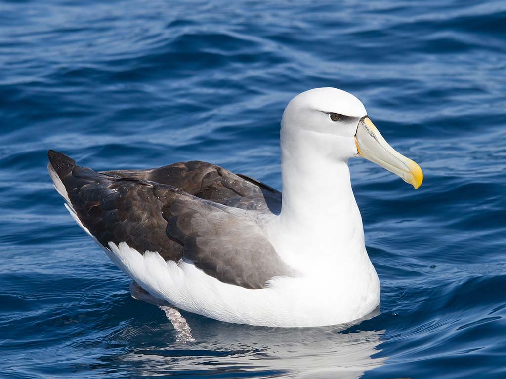 Swimming Albatross