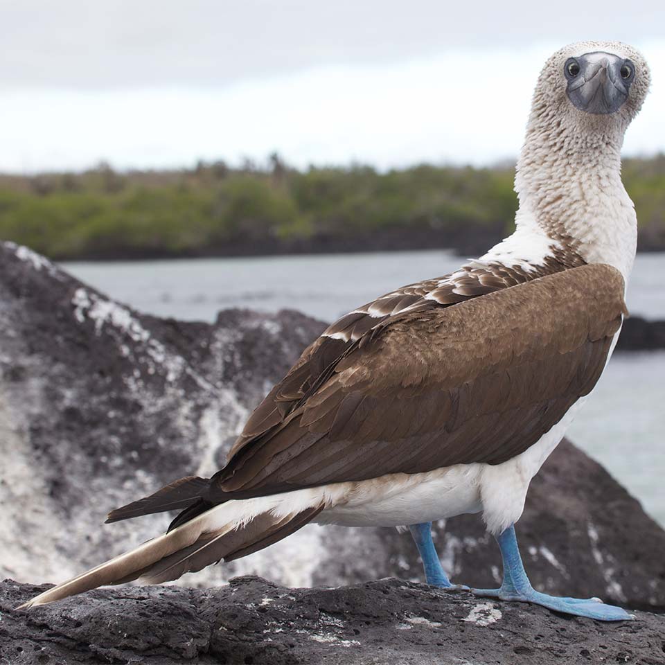 A Blue-footed Boobie