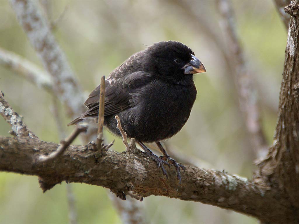 Darwin's Finch