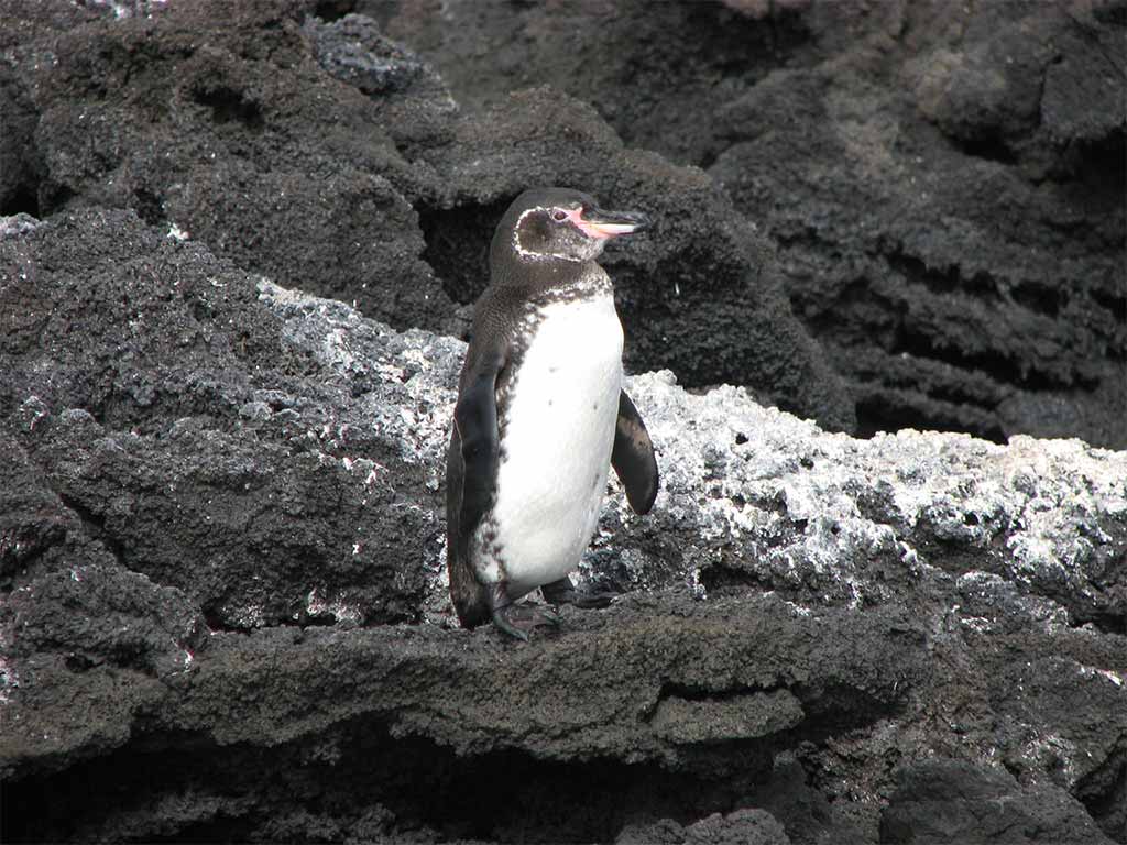 A Galapagos Penguin