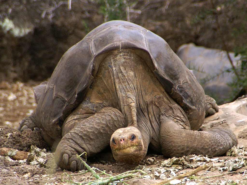 A Giant Tortoise