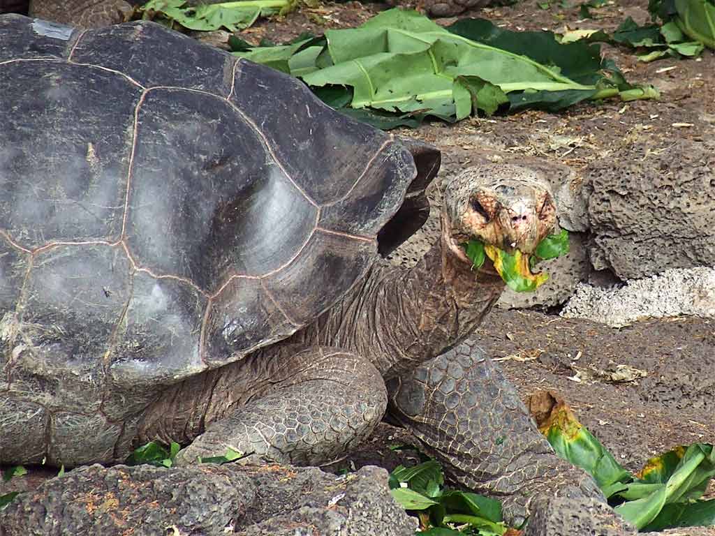 A Giant Tortoise