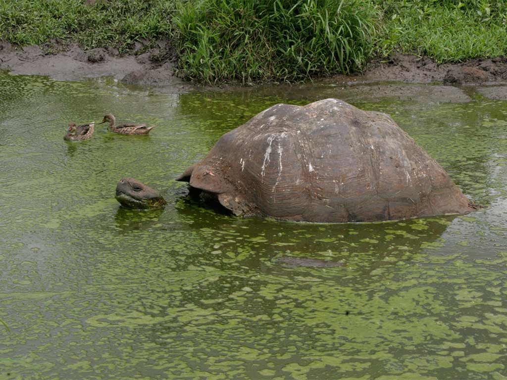 A Giant Tortoise Bathing