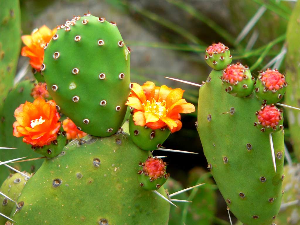 An Opuntia Cactus