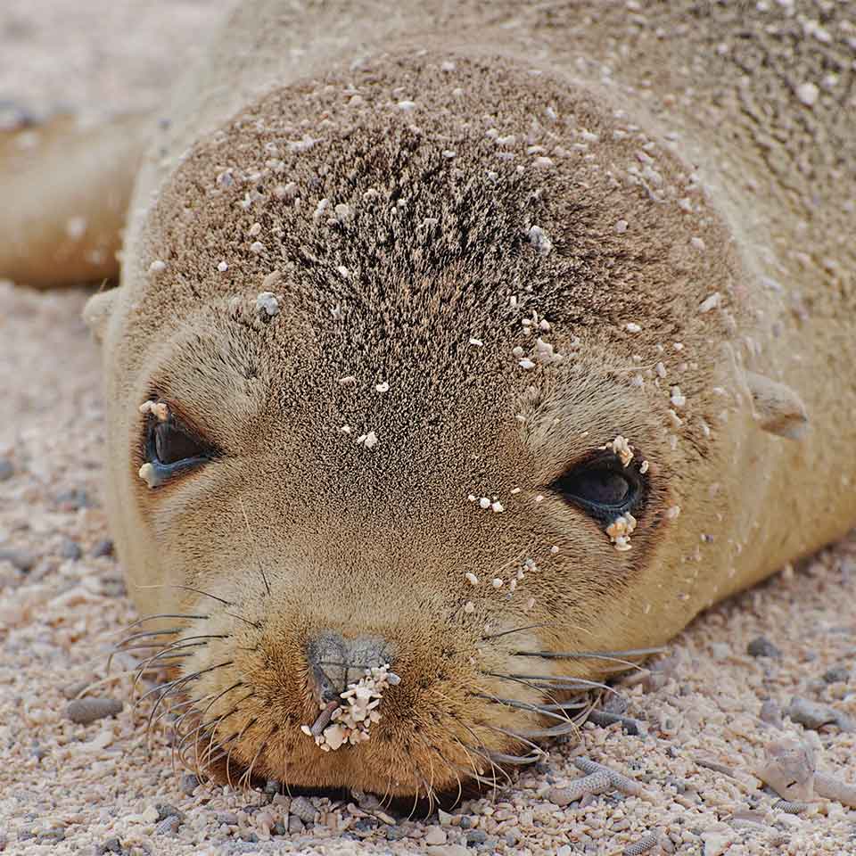 A Seal