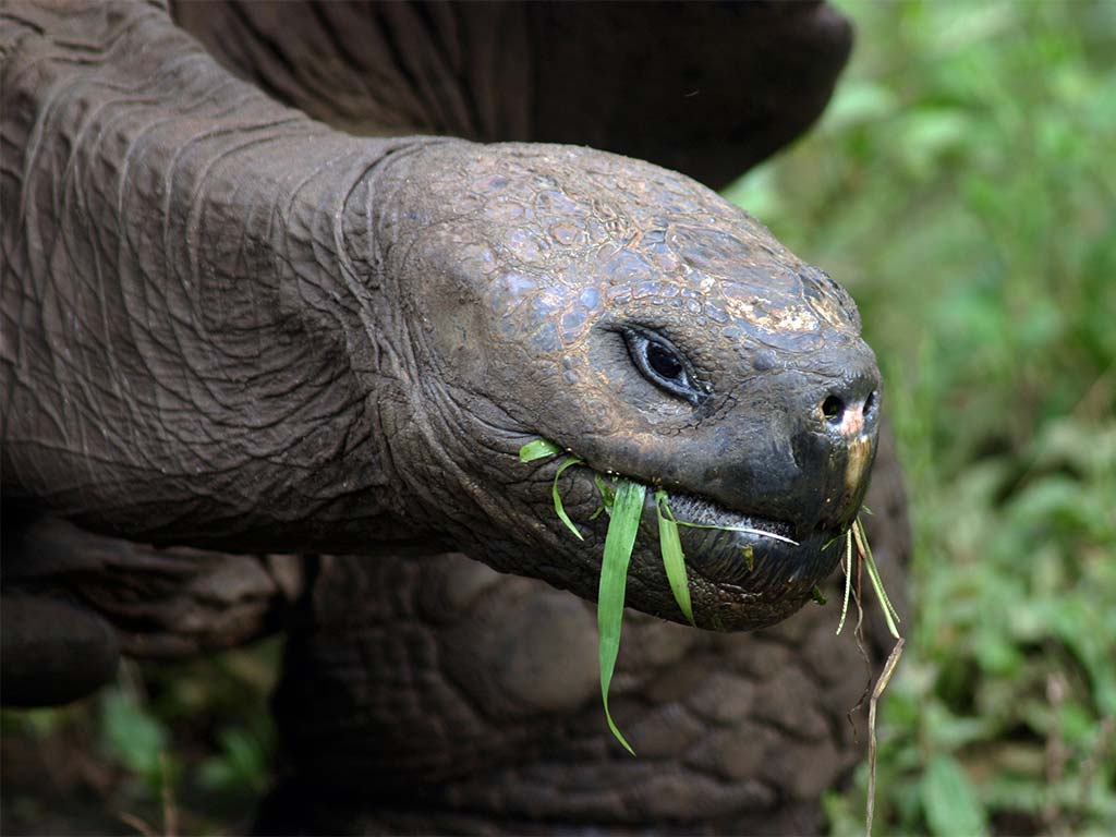 A Giant Tortoise Eating Plants