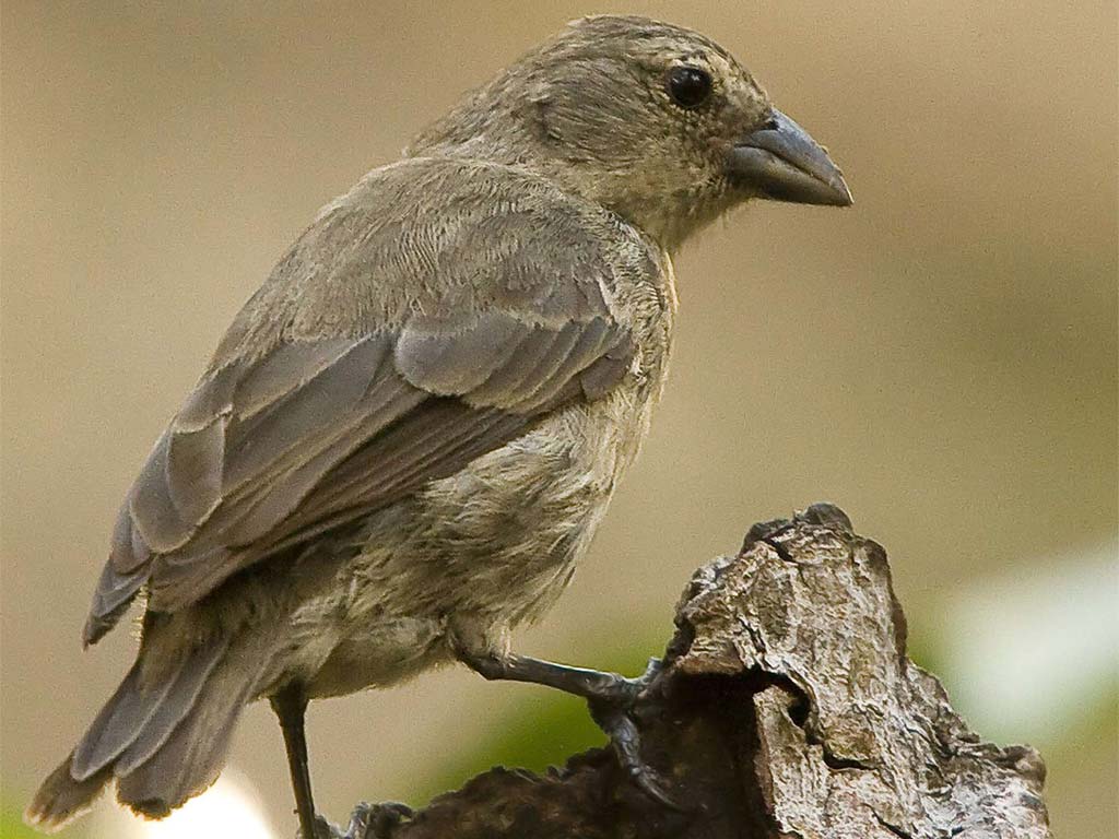 Mangrove Finch