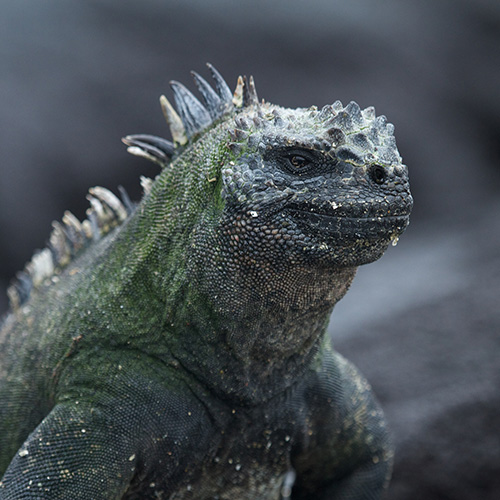 Marine Iguana