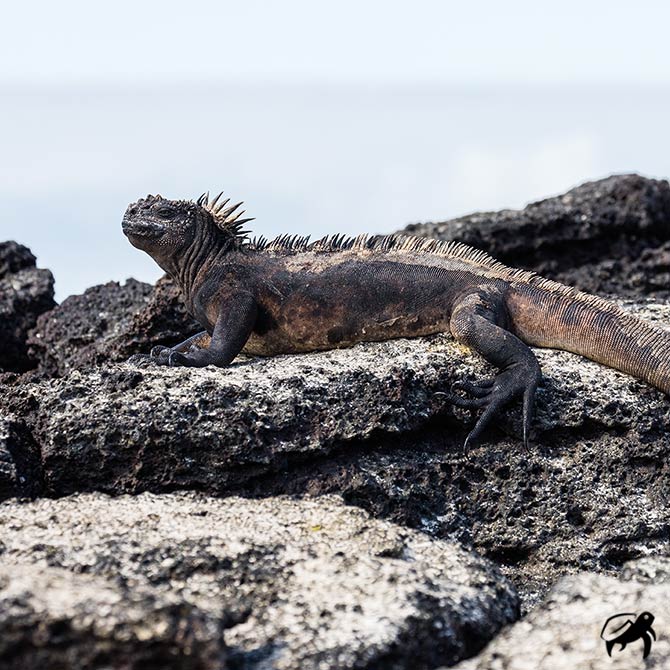 Marine Iguana Poster