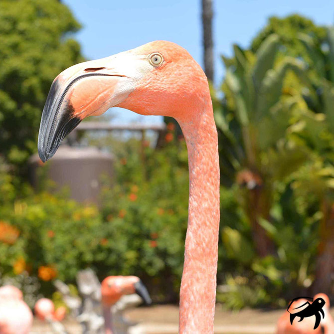 Flamingo Poster