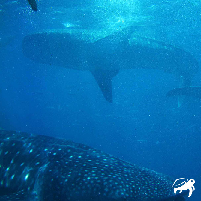 Whale Shark Poster