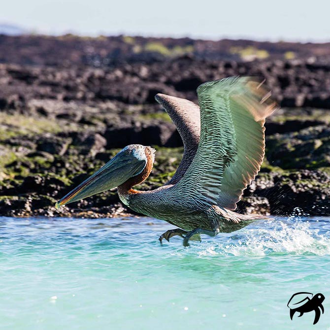 Pelican Poster