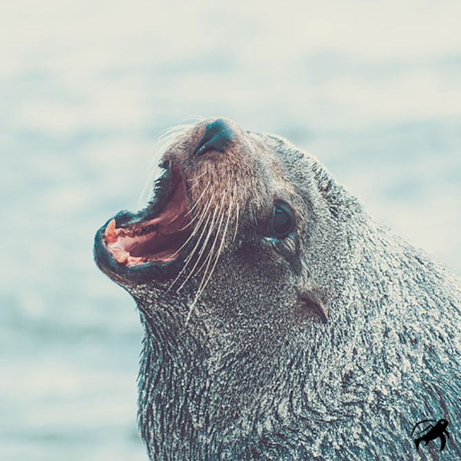 Sea Lion Poster