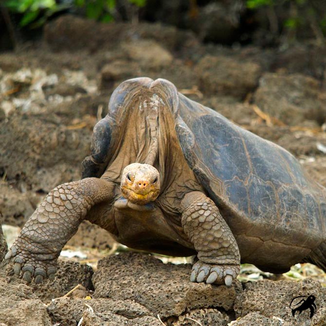 Lonesome George Poster