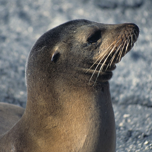 Sea Lion