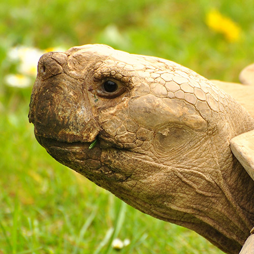 Giant Tortoise